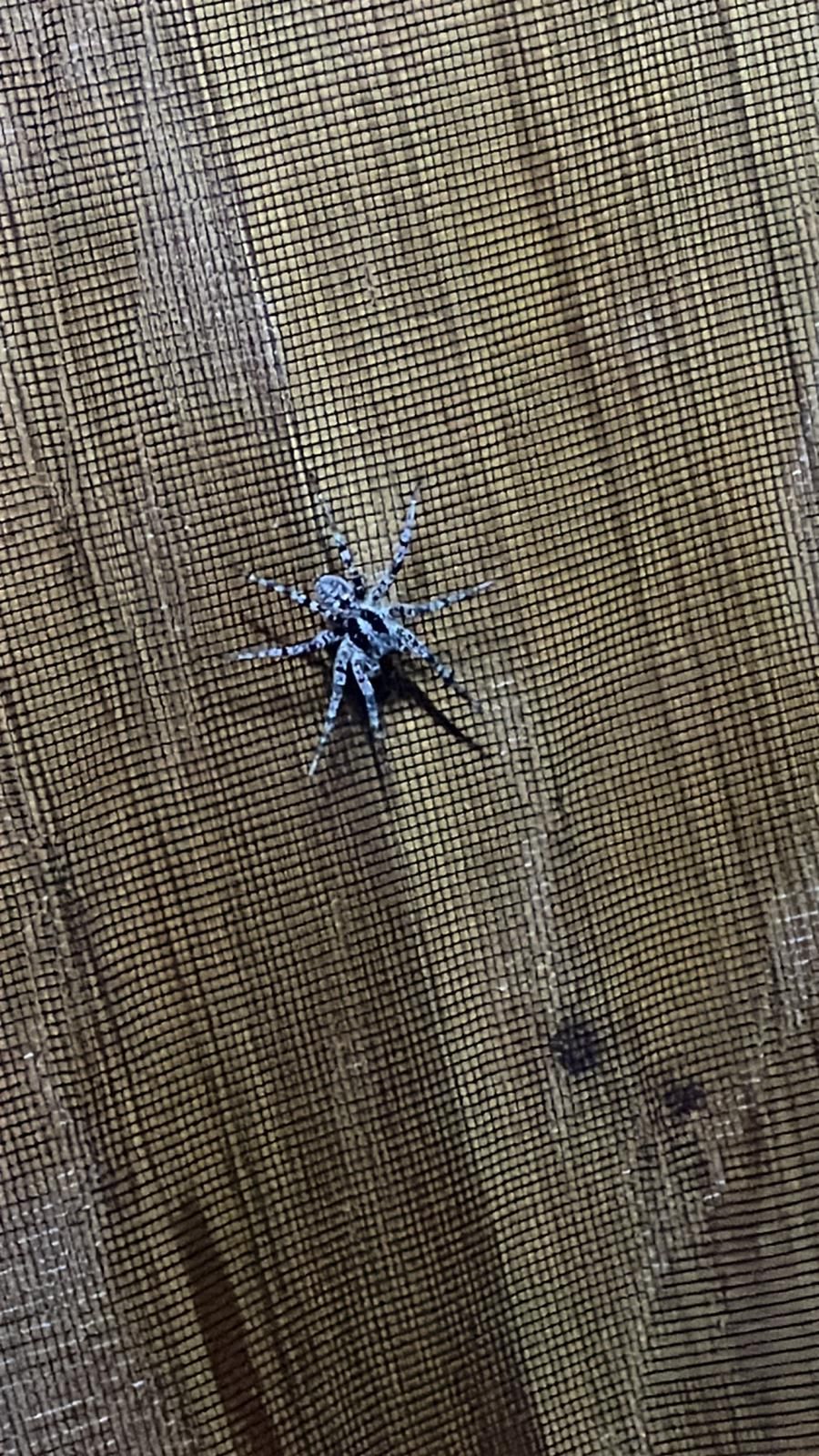 Schaut gefährlicher aus, als sie ist: Die südrussische Tarantel, gesichtet in einem Garten in Gänserndorf (NÖ).