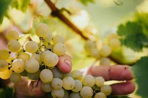 Weinbauern erwarten hervorragende Weinqualität.