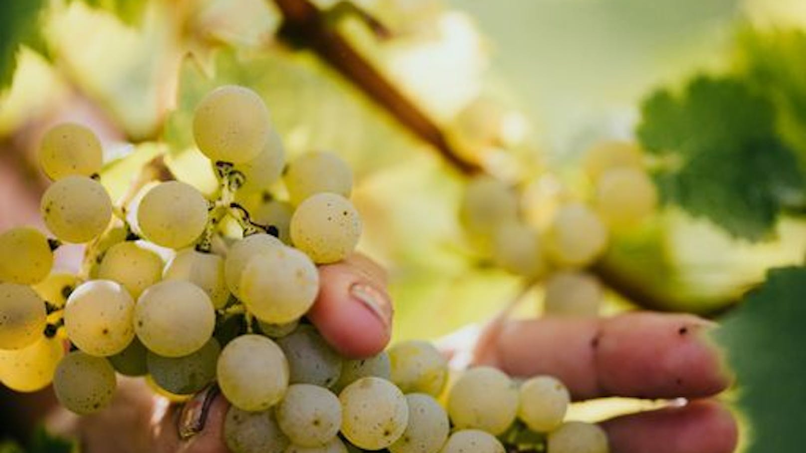 Weinernte: heuer wenig Trauben, dafür Super-Qualität