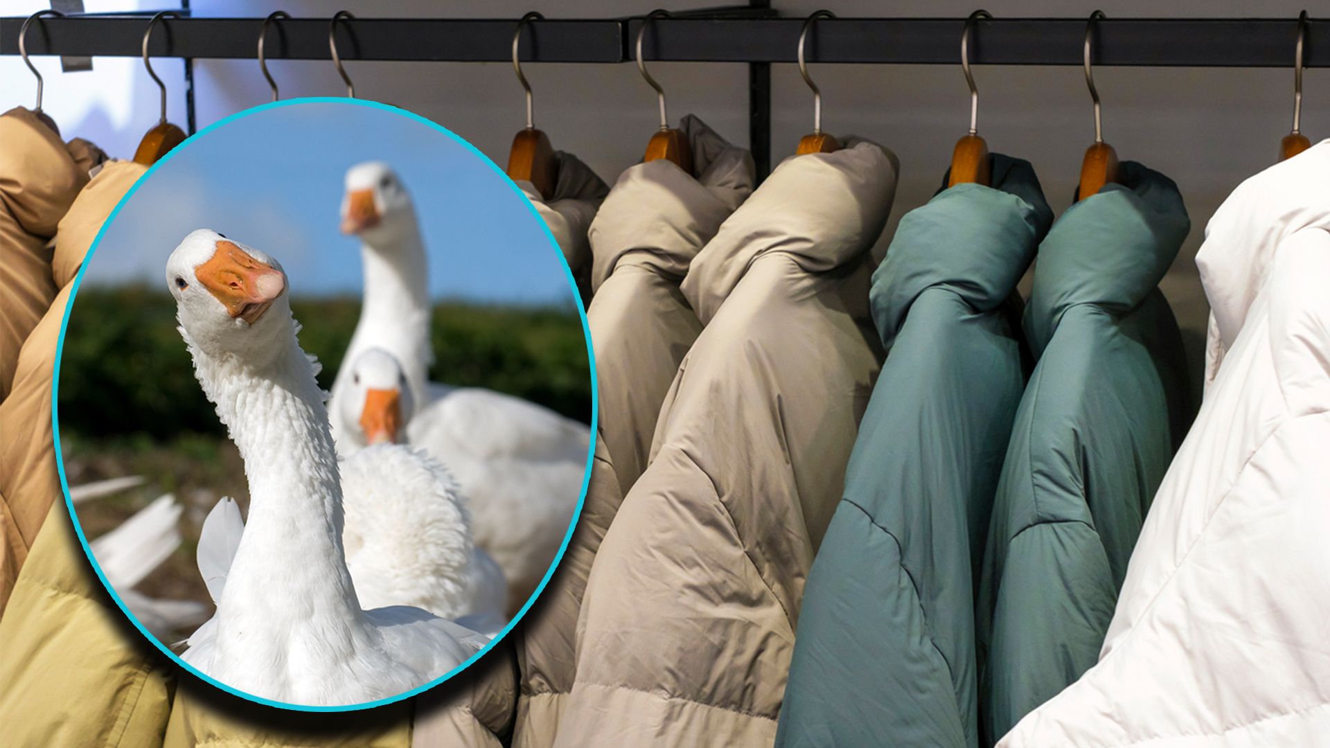 Enten und Gänse können aufatmen.