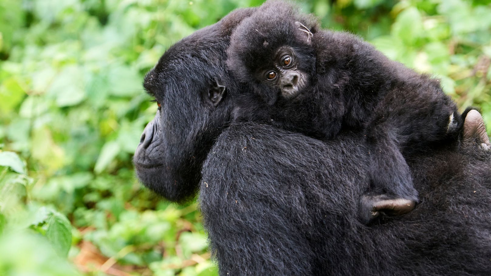 Hoffnungsschimmer: Die Berggorilla-Populationen in Afrika haben sich erholt.