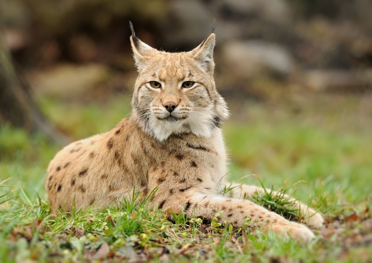 Luchs in Gefahr: Weltweiter Biodiversitätsverlust bedroht unsere Tierwelt.