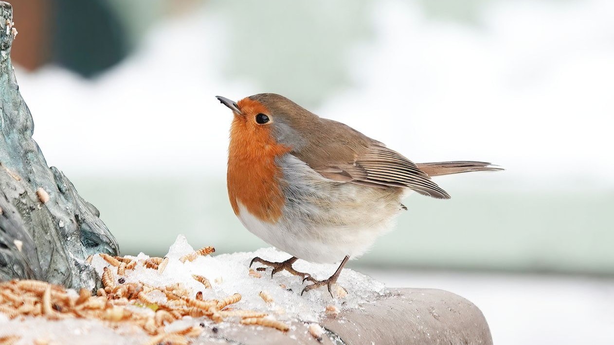Heute.at - Dieser Singvogel verwendet Ameisen als Deodorant