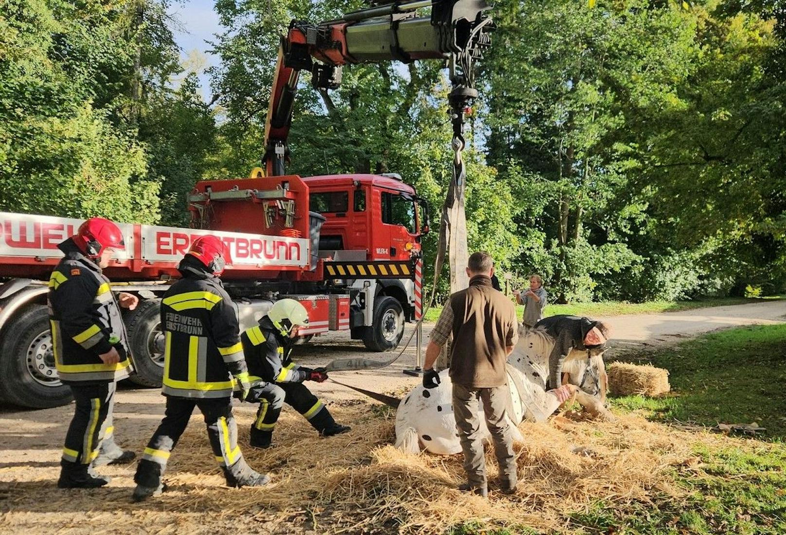 Dem Pferd wurden die Kranbänder angelegt. 