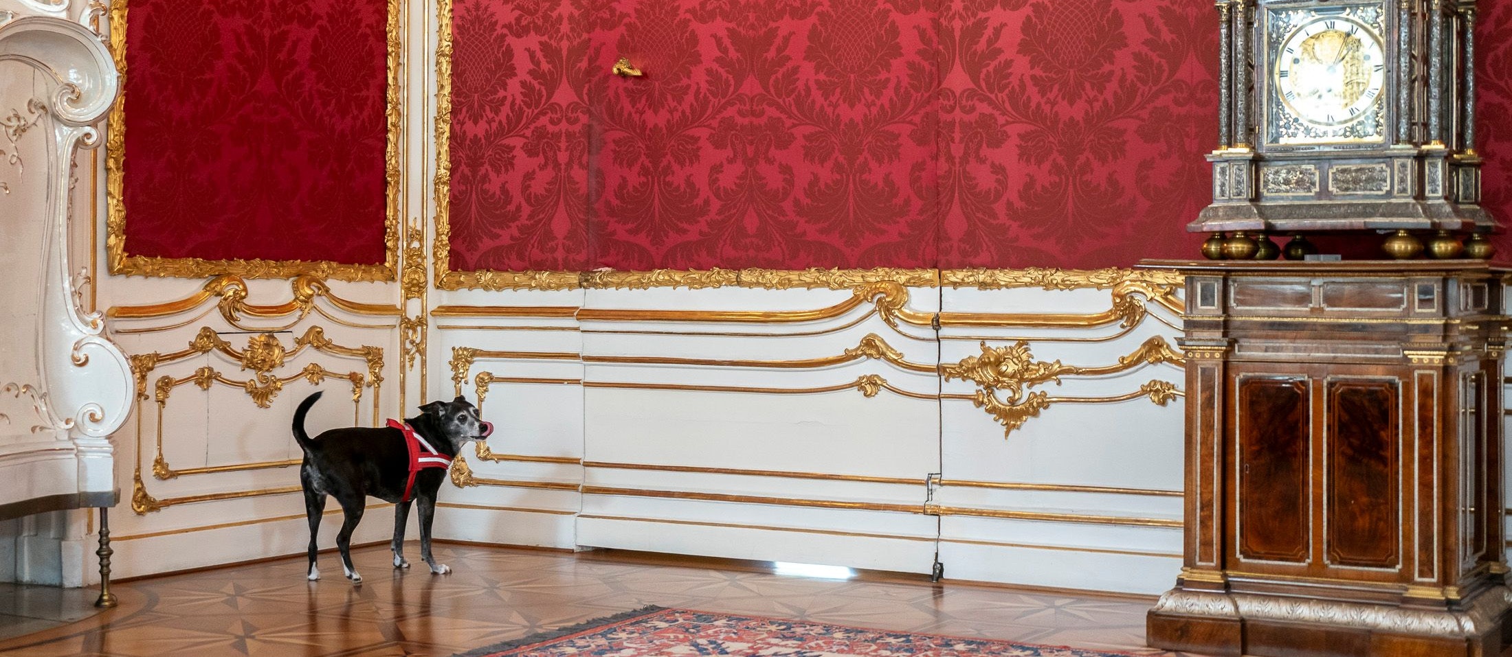 Hinter dieser Tapetentür in der Hofburg geht es nicht nur für First Dog "Juli" um die Wurscht