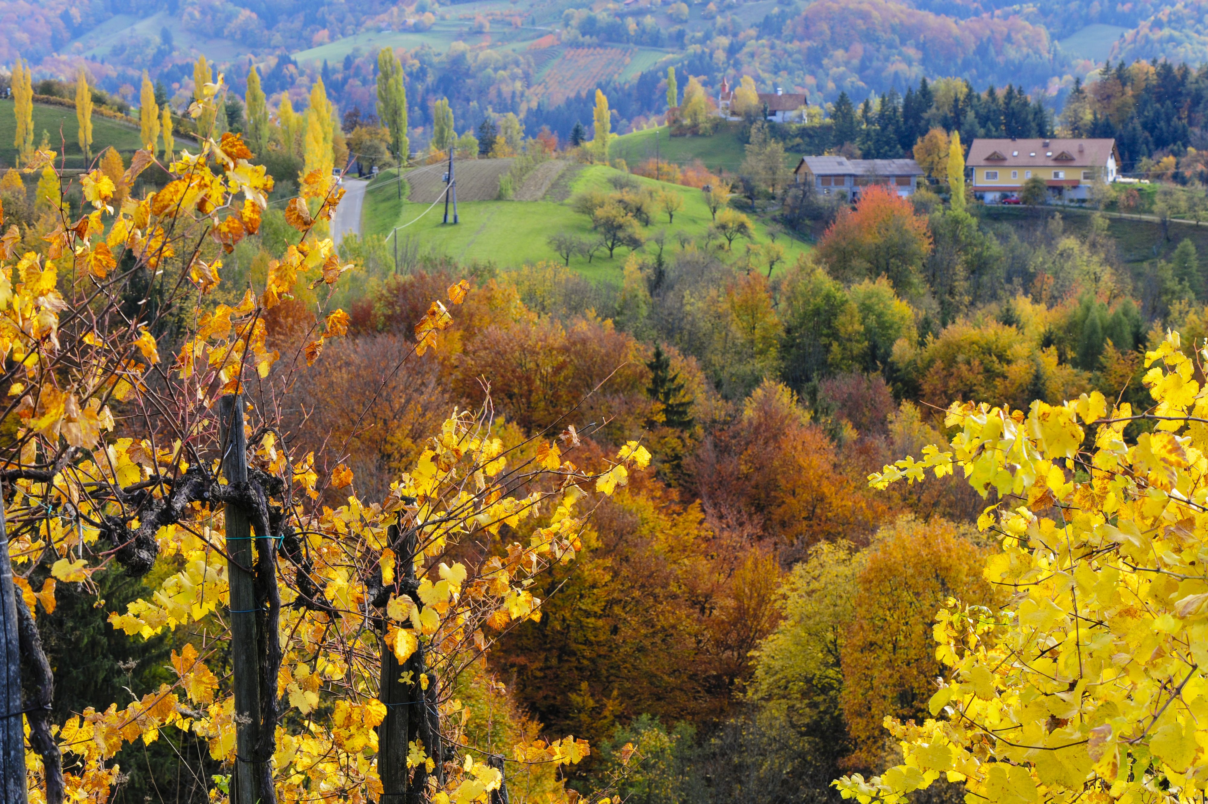 Nuancen-Reichtum ist in Gefahr: Herbstfarben in der Südsteiermark.