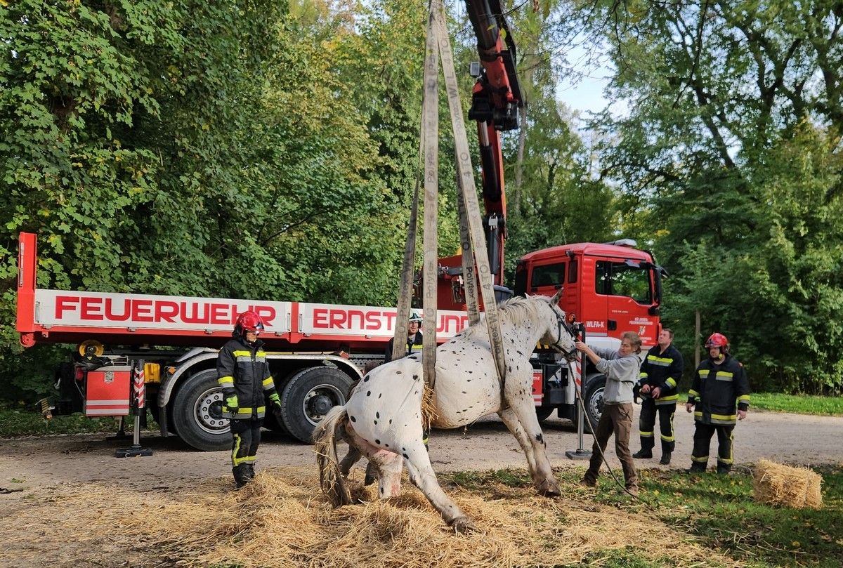 Die Pferderettung musste mit einem Kran durchgeführt werden.