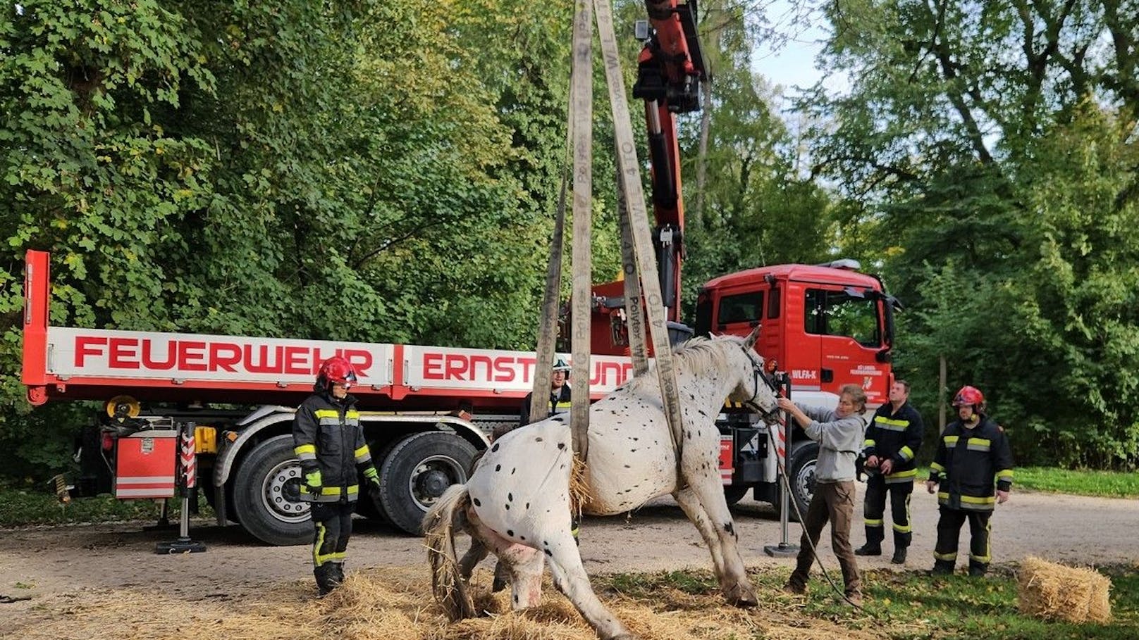 Pferd fiel in Schacht – heikle Rettungs-Mission