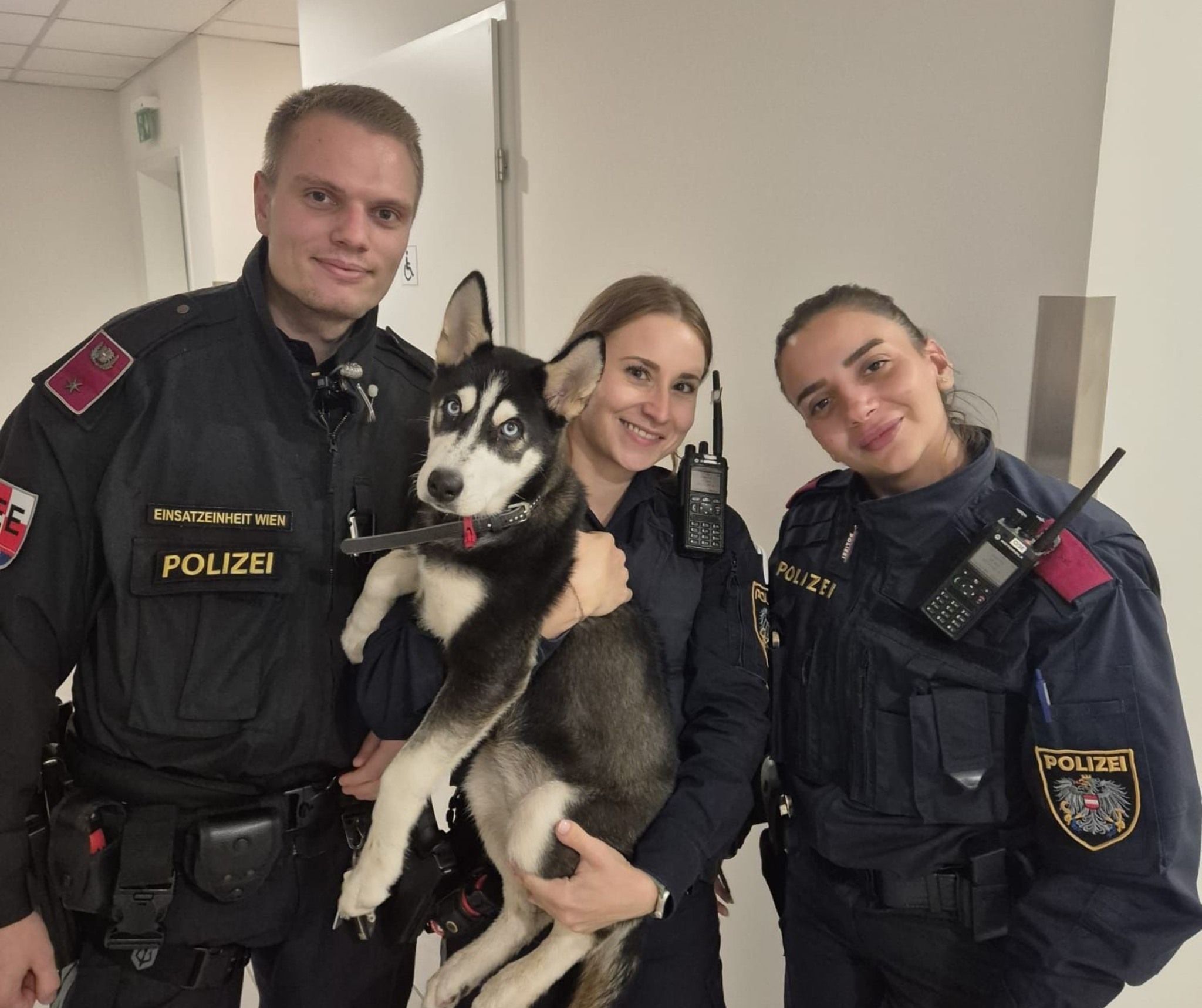 Dieser süße Husky-Rüde wurde von den Polizisten gerettet. 