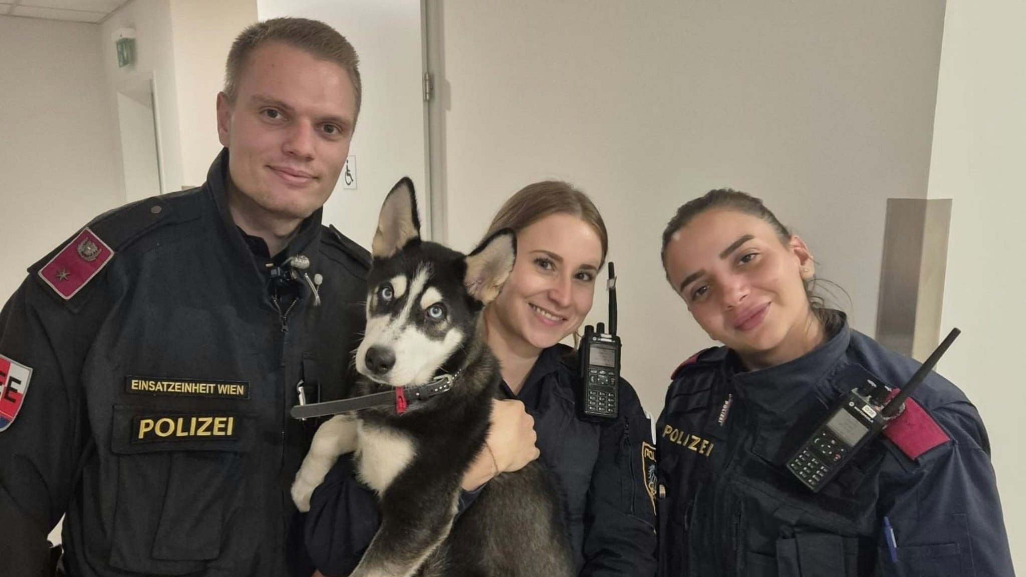 Dieser süße Husky-Rüde wurde von den Polizisten gerettet. 