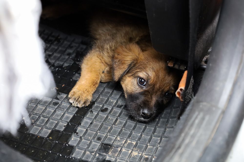 Verängstigt und traumatisiert werden sechs Hundebabys jetzt im Tierheim Klagenfurt (Tiko) aufgepäppelt.