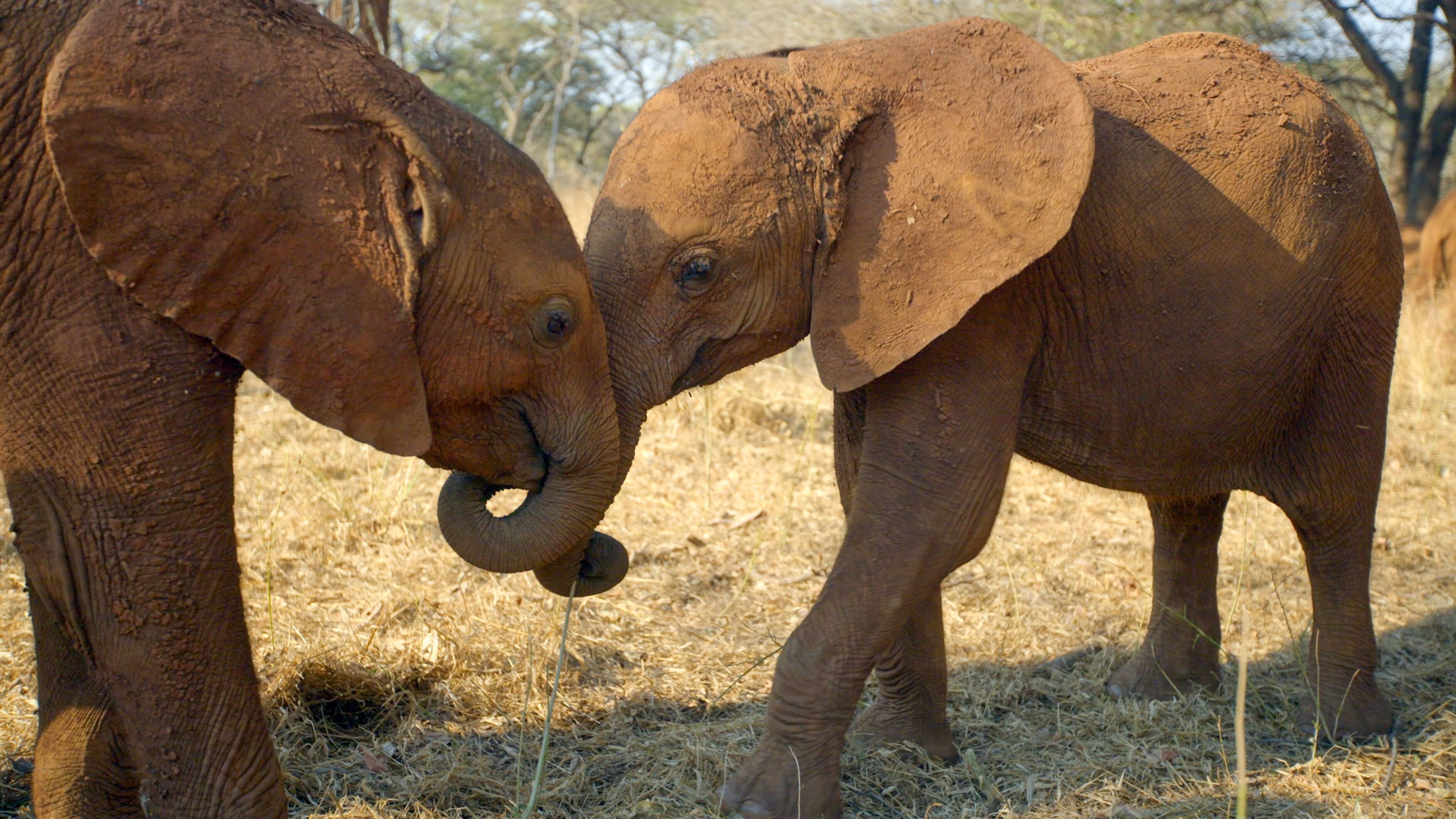 Elefanten im Lilayi-Wildreservat in Lusaka