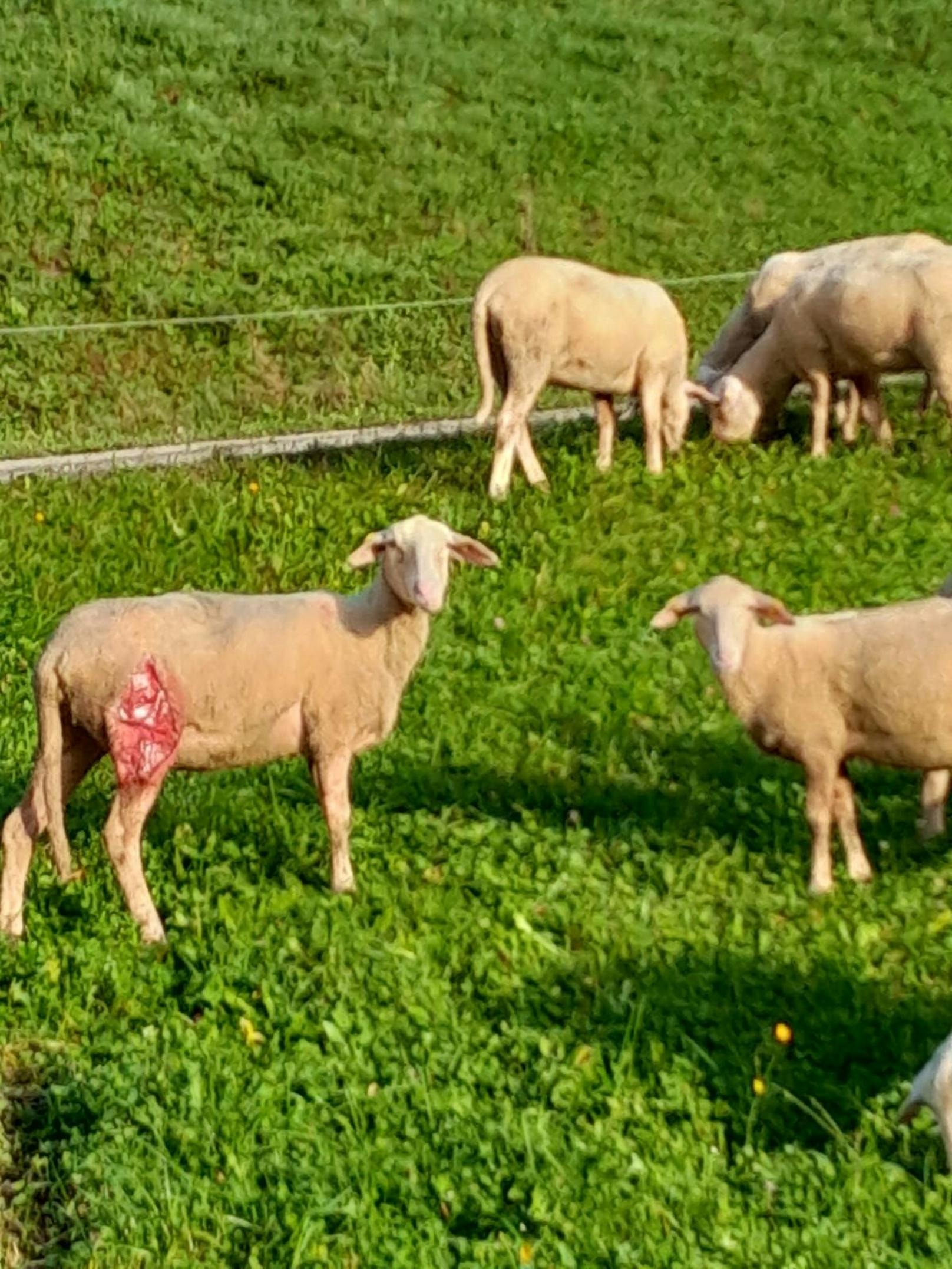 Wolfssichtungen gab es schon im Sommer in der Nachbargemeinde.