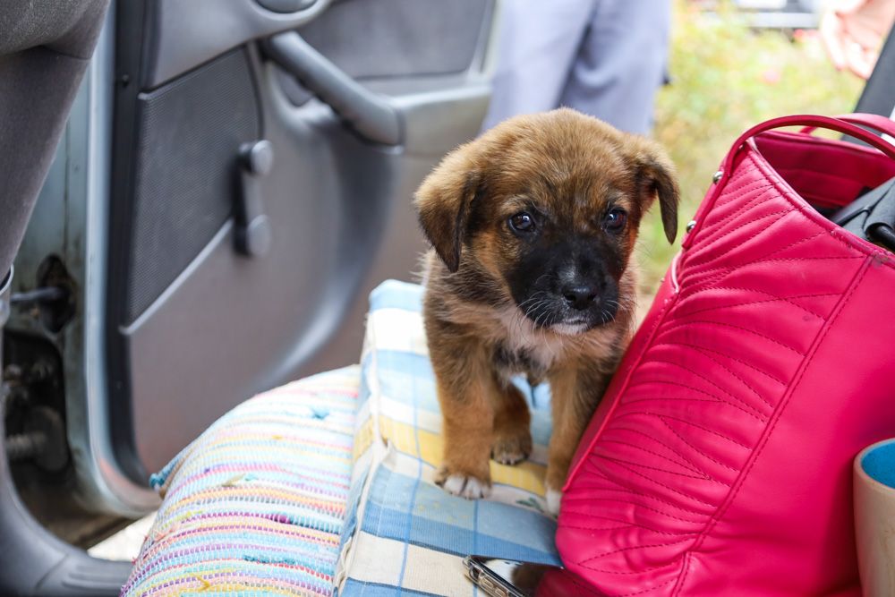 Noch werden die Tiere intensiv gepflegt, dann kann man sie adoptieren.