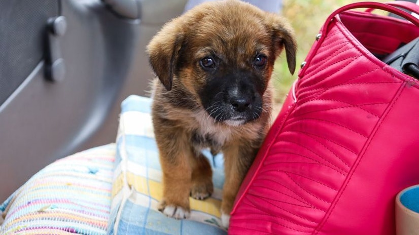 Noch werden die Tiere intensiv gepflegt, dann kann man sie adoptieren.