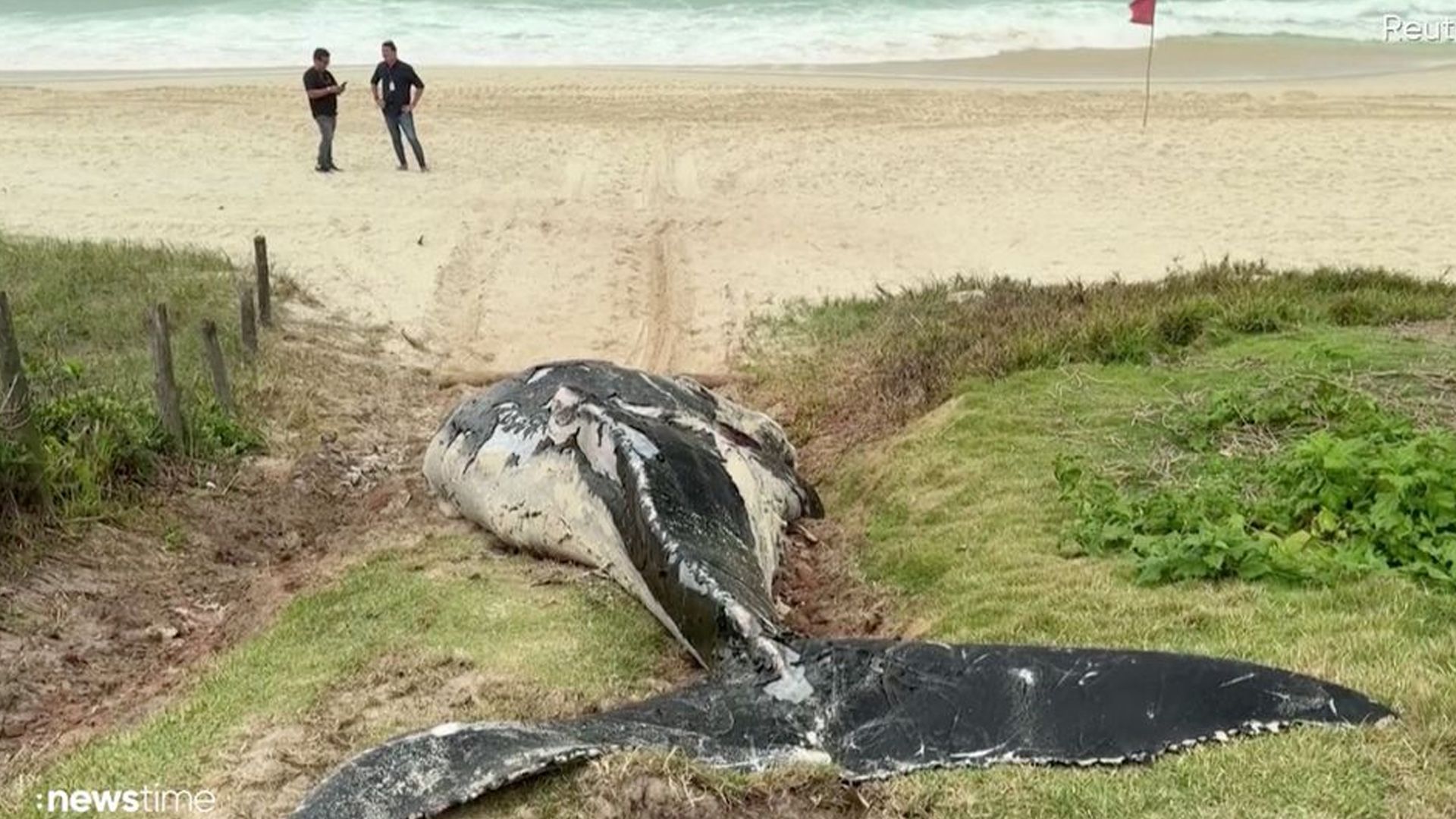 Die Ursache der Strandung eines Buckelwal-Babys ist noch nicht geklärt.