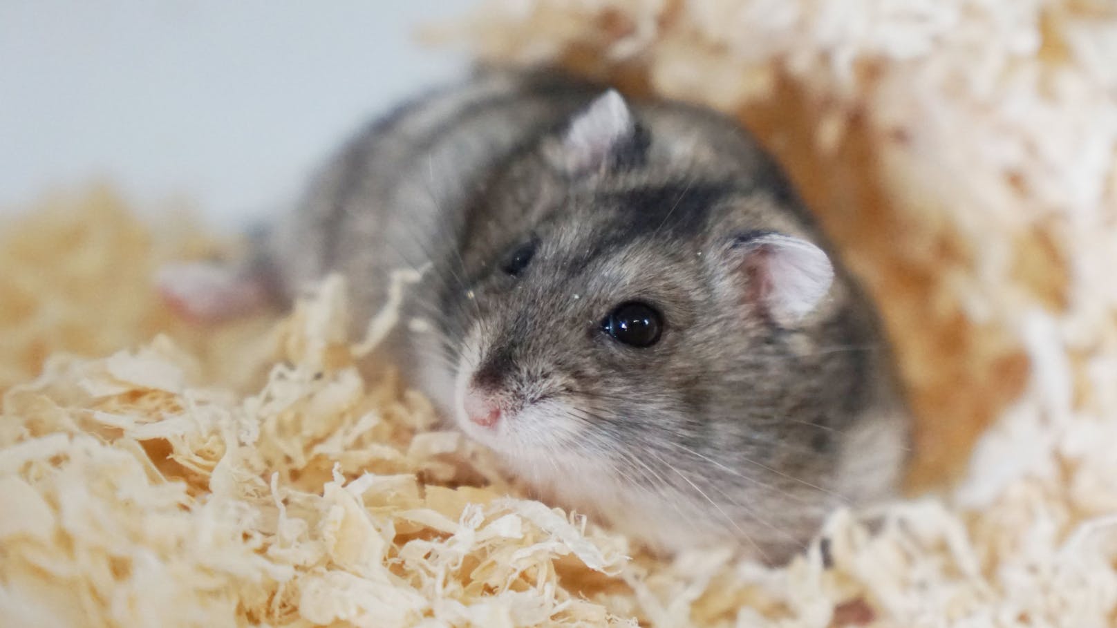 <strong>OUZO:</strong> Der süße Zwerghamster Ouzo (1) wurde in einer Wohnung zurückgelassen und wartet seitdem auf ein neues liebevolles Zuhause. Ouzo ist, wie die meisten Hamster, ein Einzelgänger und sollte deshalb alleine gehalten werden.