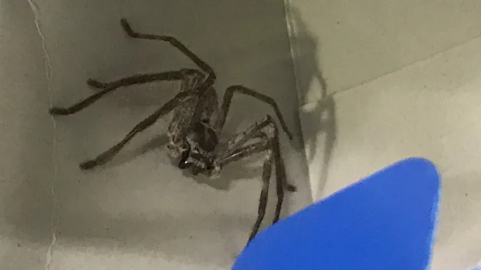 Am Montag wurde in einem deutschen Supermarkt eine giftige Spinne entdeckt. (ARCHIVFOTO)