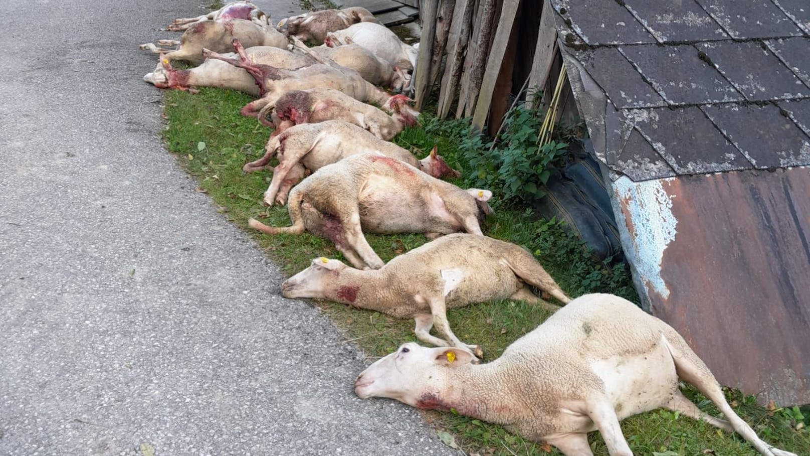 14 tote Schafe – Region in Angst vor Wolfs-Attacken