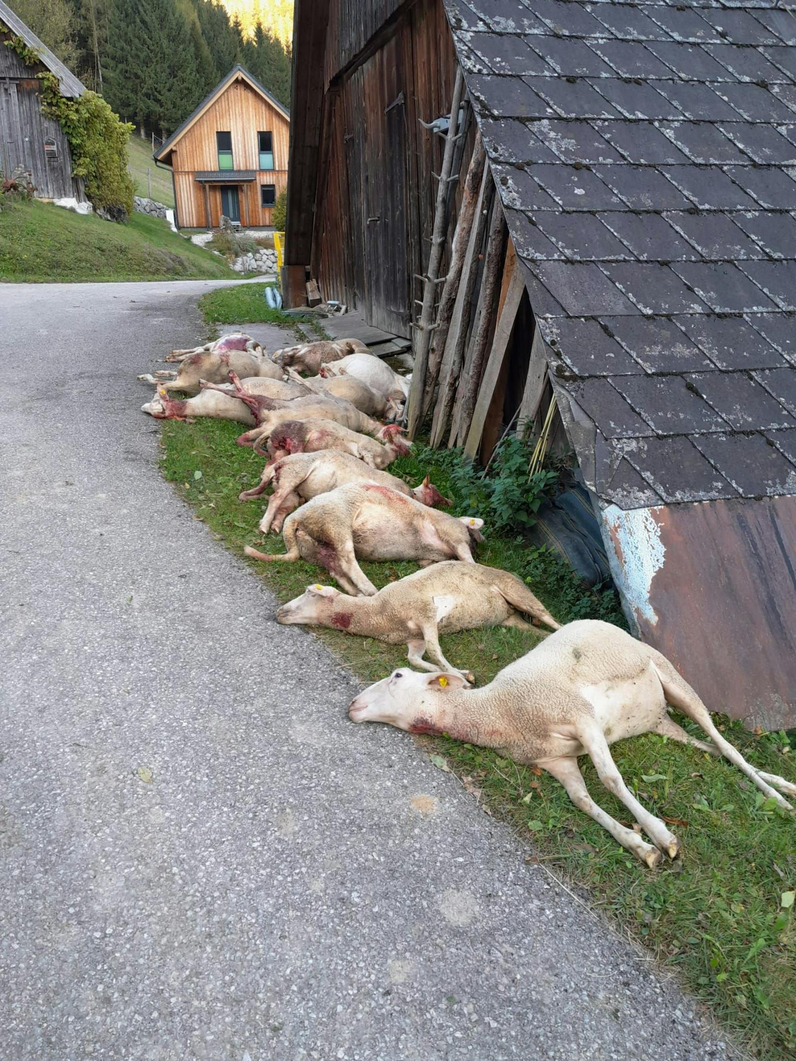 14 Tiere überlebten die Wolfsattacke nicht.