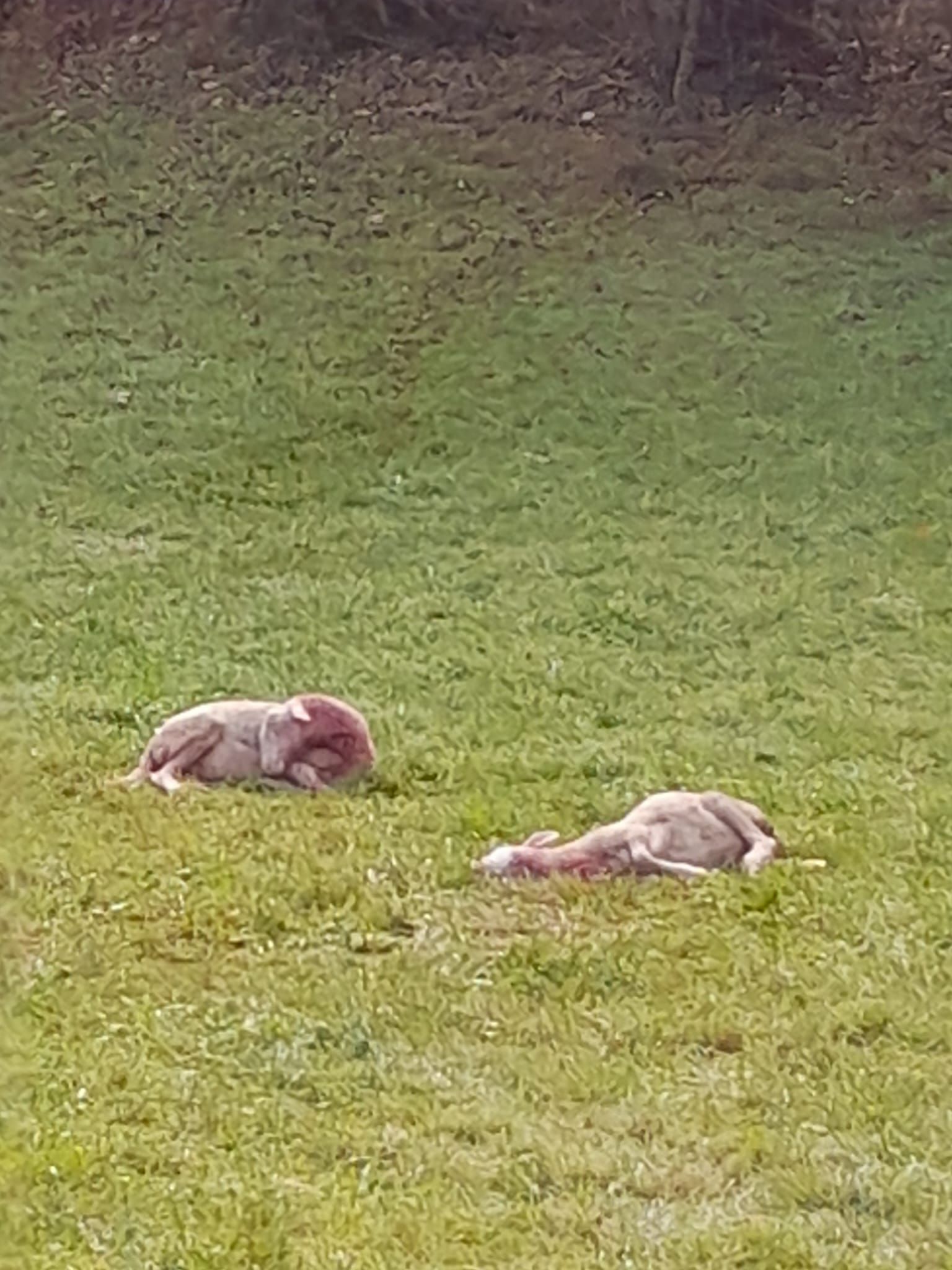 Nur ein Tier konnte gerettet werden. 