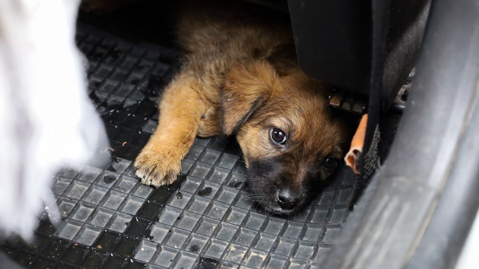 Da wohl mehrere Behandlungen bei den Hundebabys notwendig werden, hofft der Tierschutzverein nun auf Spenden, um ihnen den besten Start ins Leben zu ermöglichen.