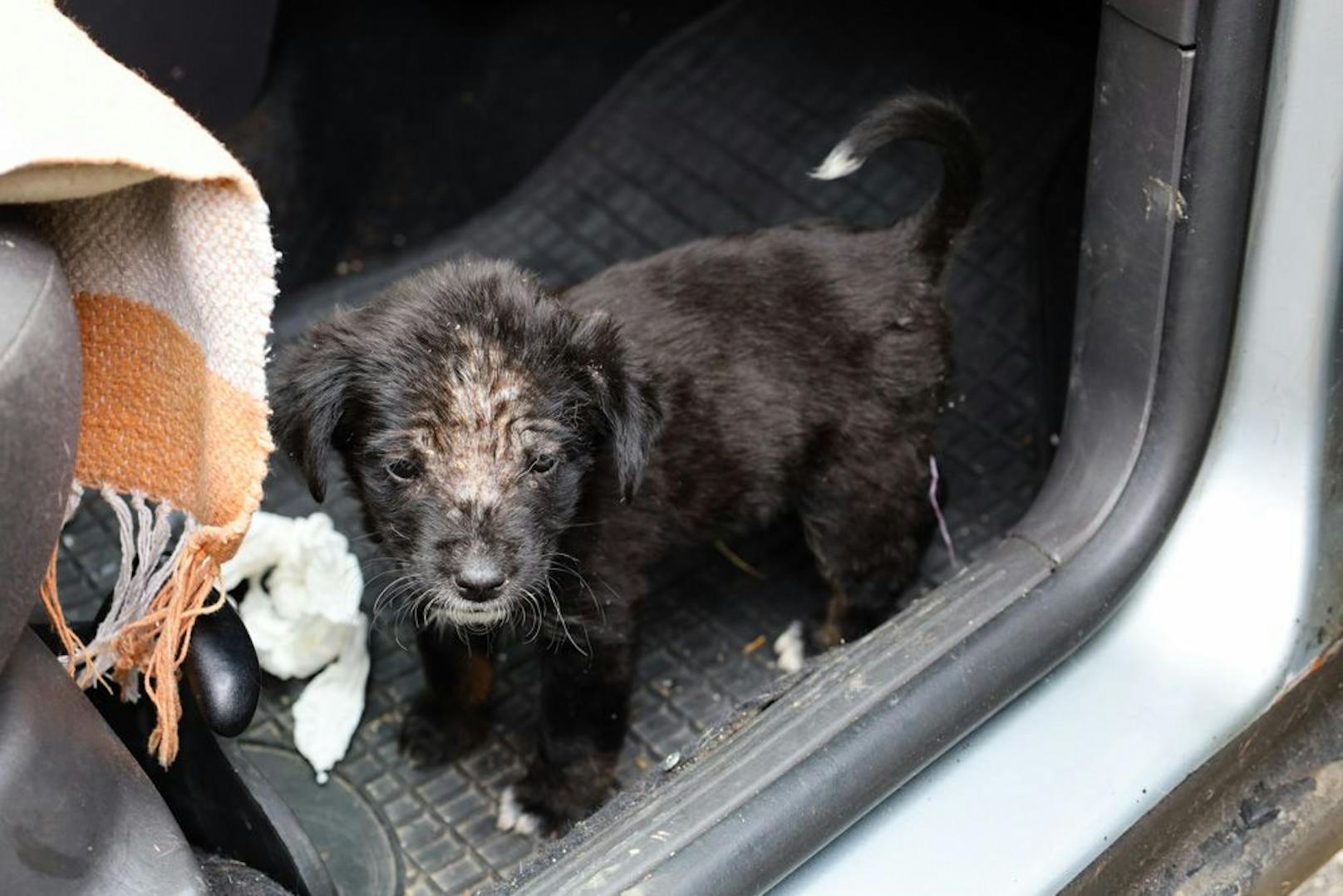 Zunächst kümmern sich die Tierärzte um die Hunde.