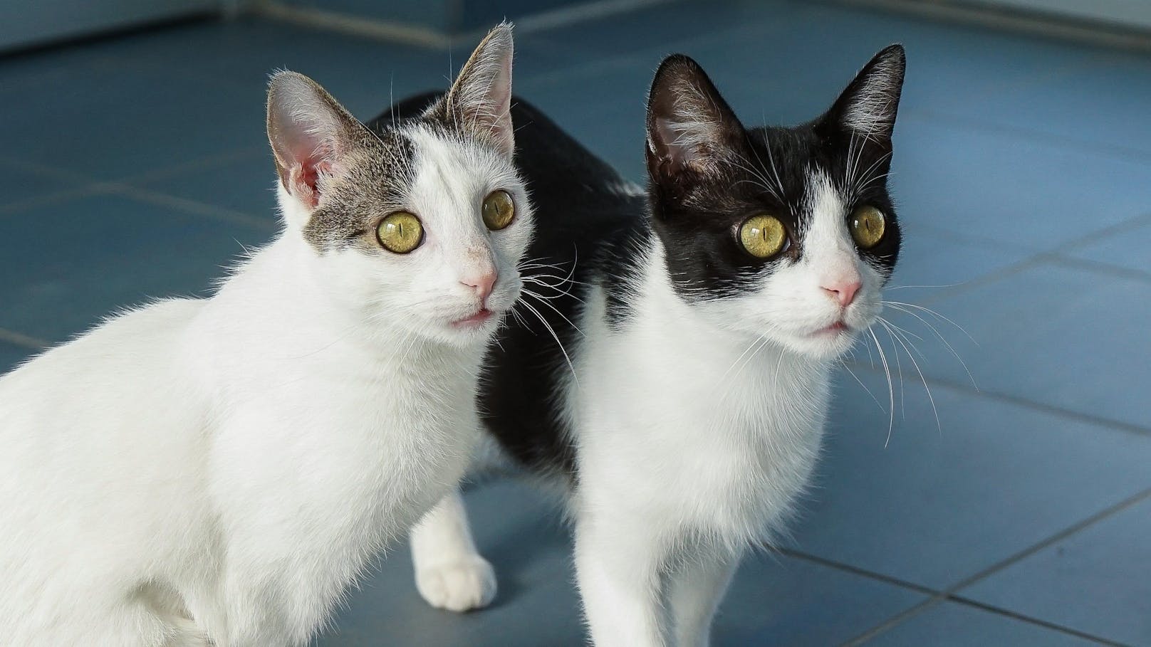 <strong>LIZZY &amp; SCHNUPFINE:</strong> Lizzy (1, rechts) ist eine sehr aufgeweckte und aktive, junge Katzendame. Sie geht offen und freundlich auf Menschen zu, möchte sich im Moment aber lieber austoben und die Gegend erkunden.