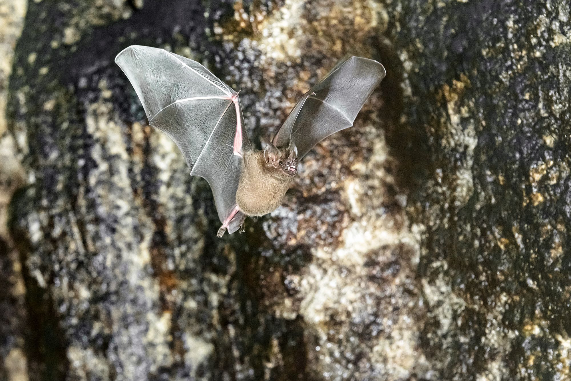 Die Brillenblattnasen haben sich im Tiergarten Schönbrunn zu stark vermehrt.