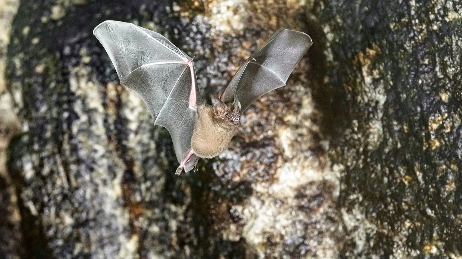 Fledermäuse in Schönbrunn an Schlangen verfüttert