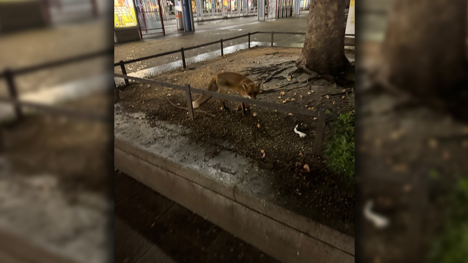 Begegnung in der Nacht! Großer Schreck in Floridsdorf