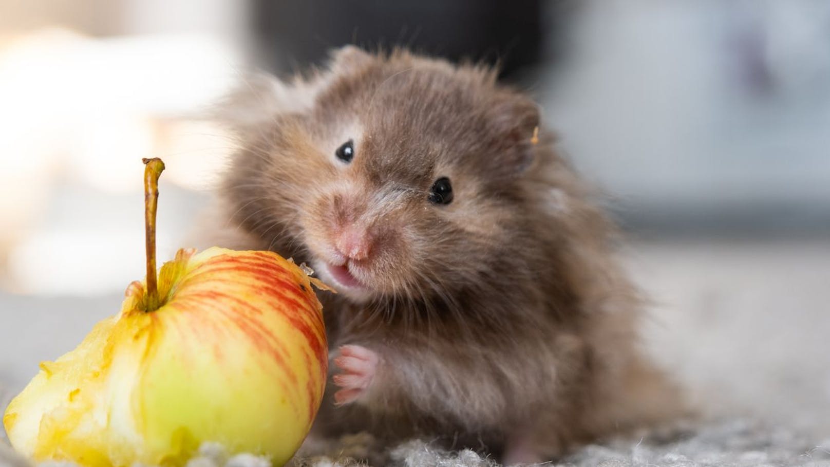 Zweifache Mutter stirbt durch Hamster der Kinder