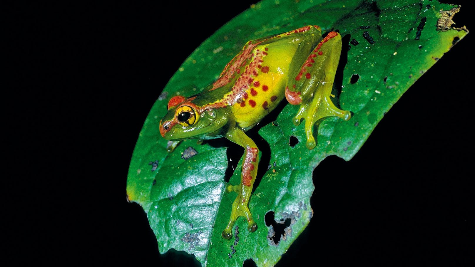 Frösche der Gattung Boophis kommunizieren mit vogelähnlichen Pfeiftönen.