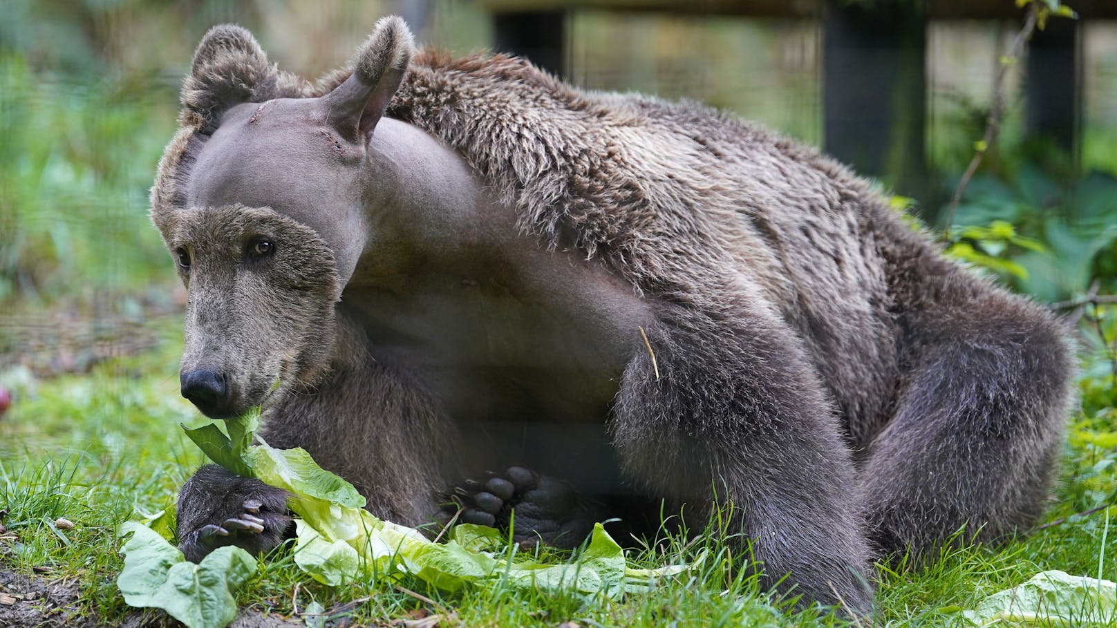 Deshalb hat Braunbär "Boki" die merkwürdigste Frisur