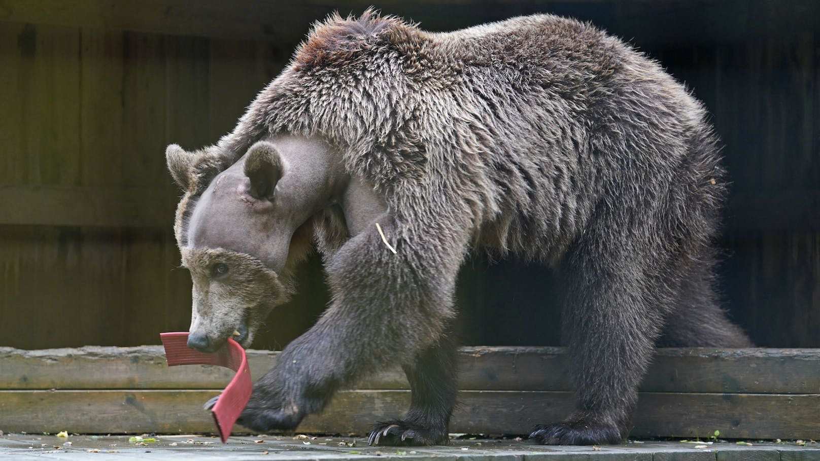 Braunbär "Boki" musste eine fünfstündige Gehirnoperation über sich ergehen lassen.