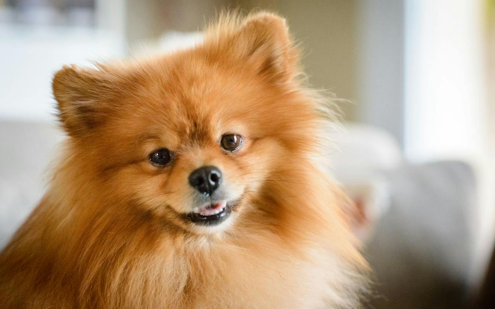 <strong>Pomeranians</strong>