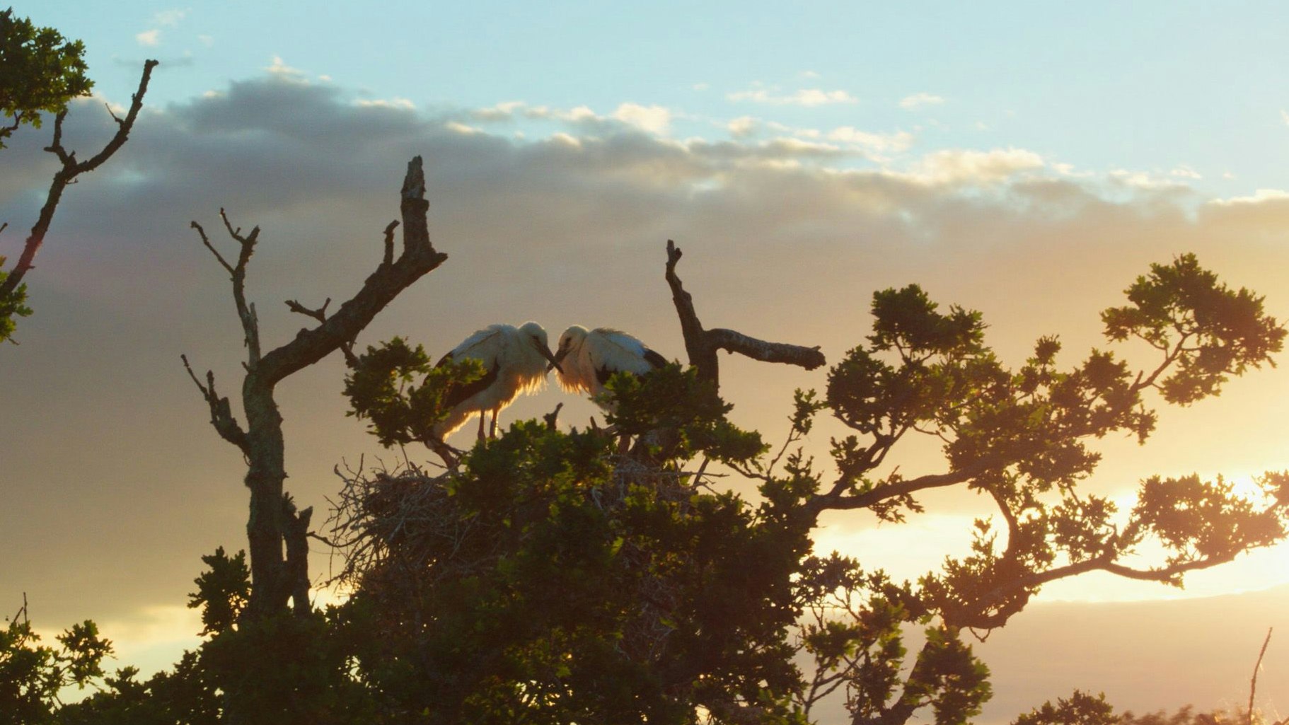 Weißstörche im "Knepp Wildland" - sie flogen erstmals seit 600 Jahren wieder über Großbritannien.