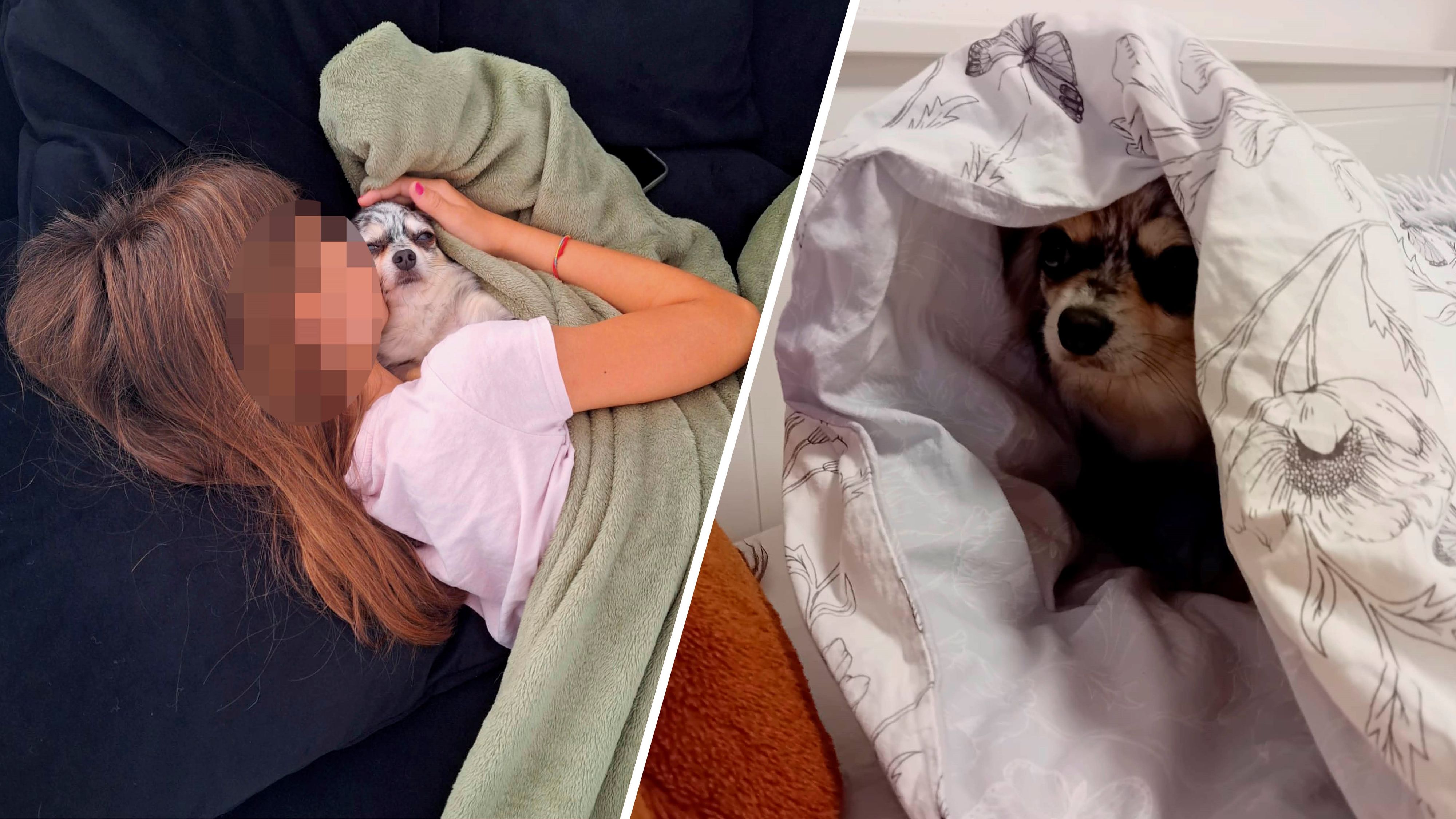 Die kleine Chihuahua-Hündin wurde von dem Schäfer totgebissen.