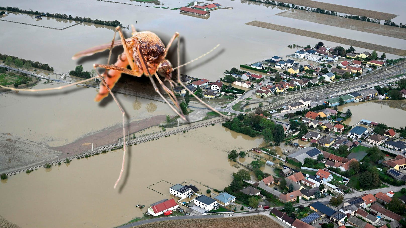 Späte Plage: 500 Milliarden Gelsen nach Hochwasser