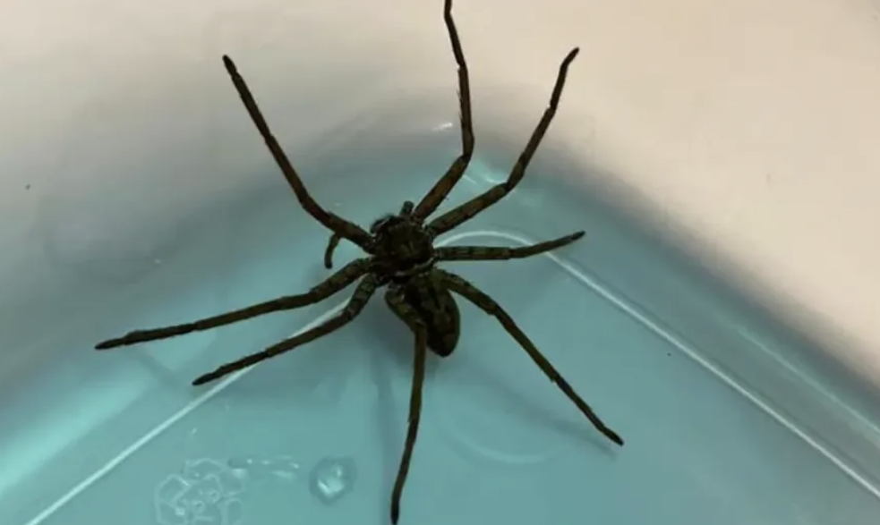 Die Riesenspinne konnte rasch eingefangen werden.