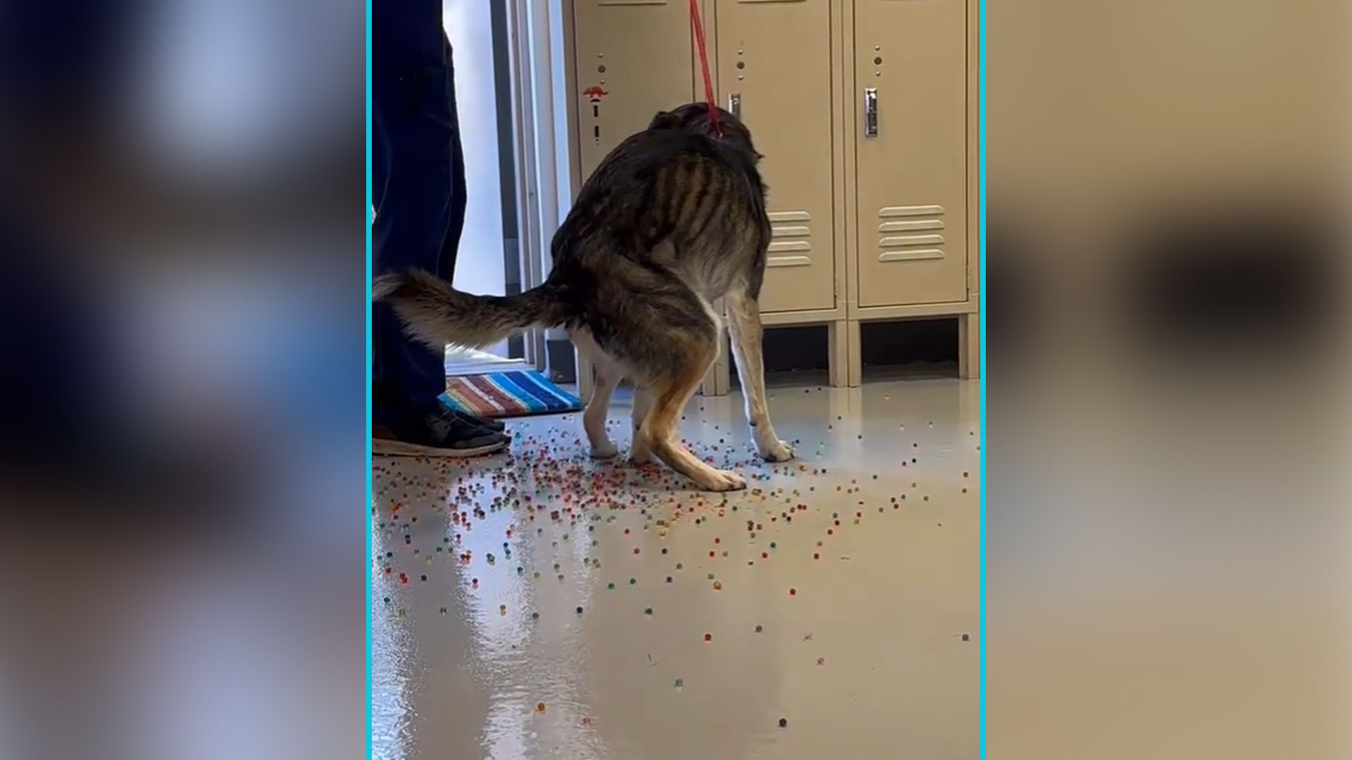 Der arme, unterernährte Kerl hat alles gefressen, was ihm vor die Schnauze kam.
