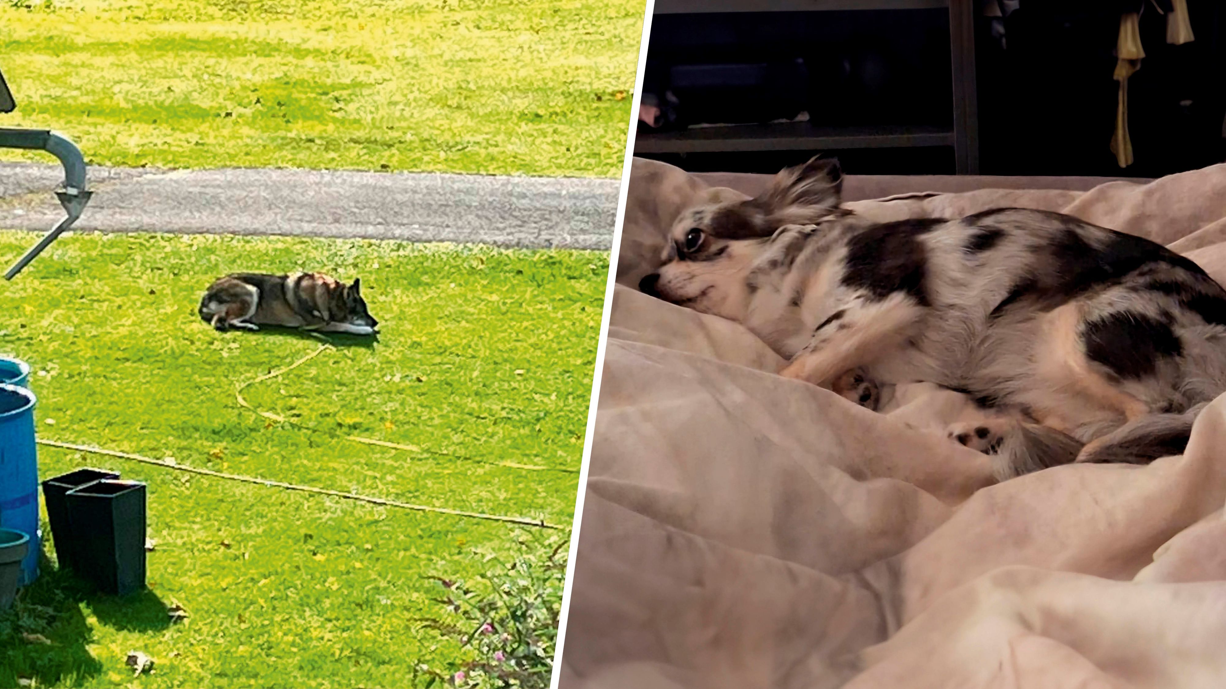 In Bad Ischl wurde ein kleiner Chihuahua (rechts im Bild) von einem Schäferhund (rechts) getötet.
