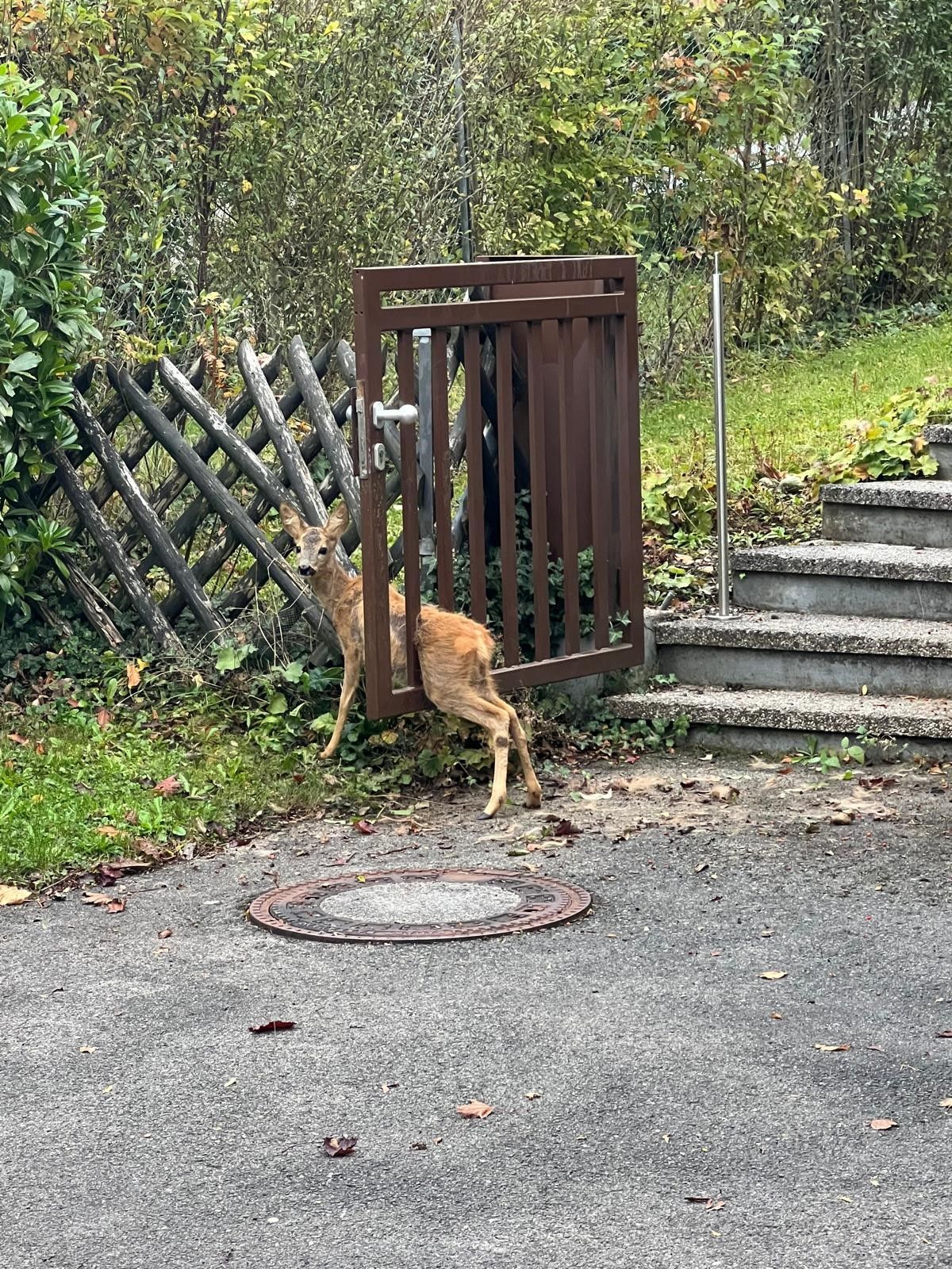 Ein junges Rehkitz befand sich in einer misslichen Lage – es hatte sich in einem Gartentor verfangen