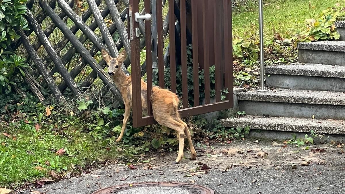 Ein junges Rehkitz befand sich in einer misslichen Lage – es hatte sich in einem Gartentor verfangen