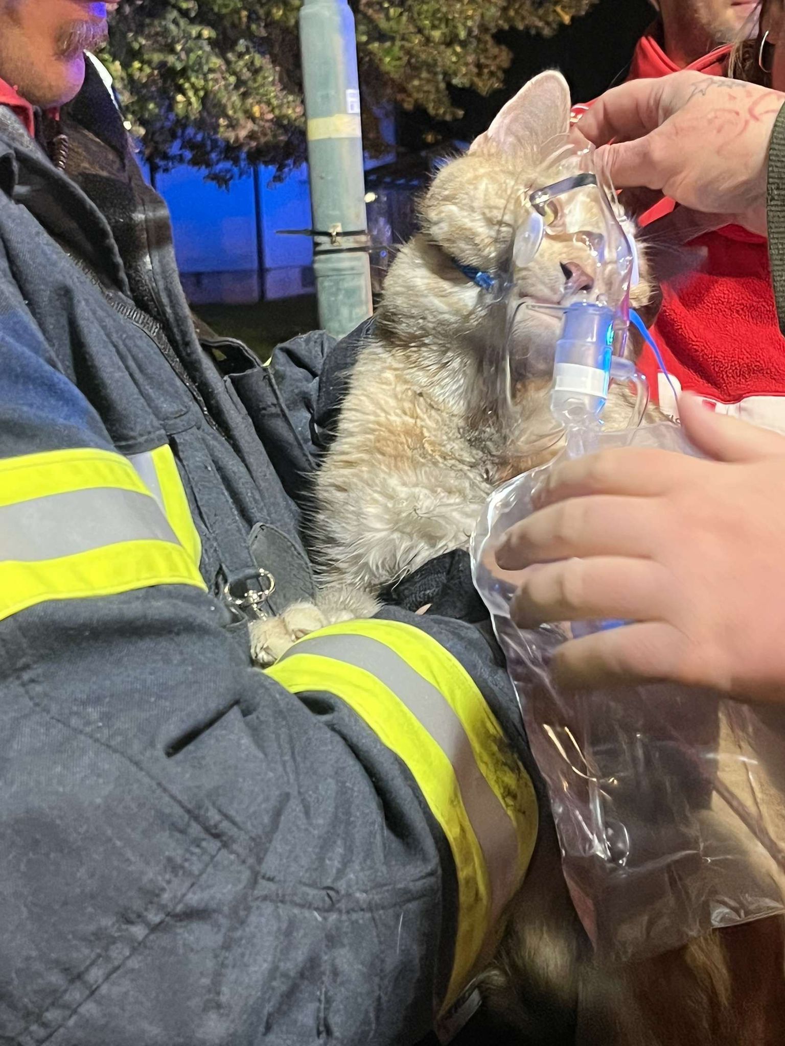 Erste Hilfe für gerettete Katze.