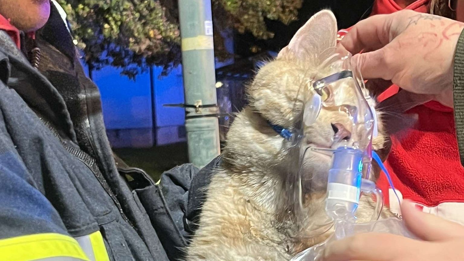 Erste Hilfe für gerettete Katze.