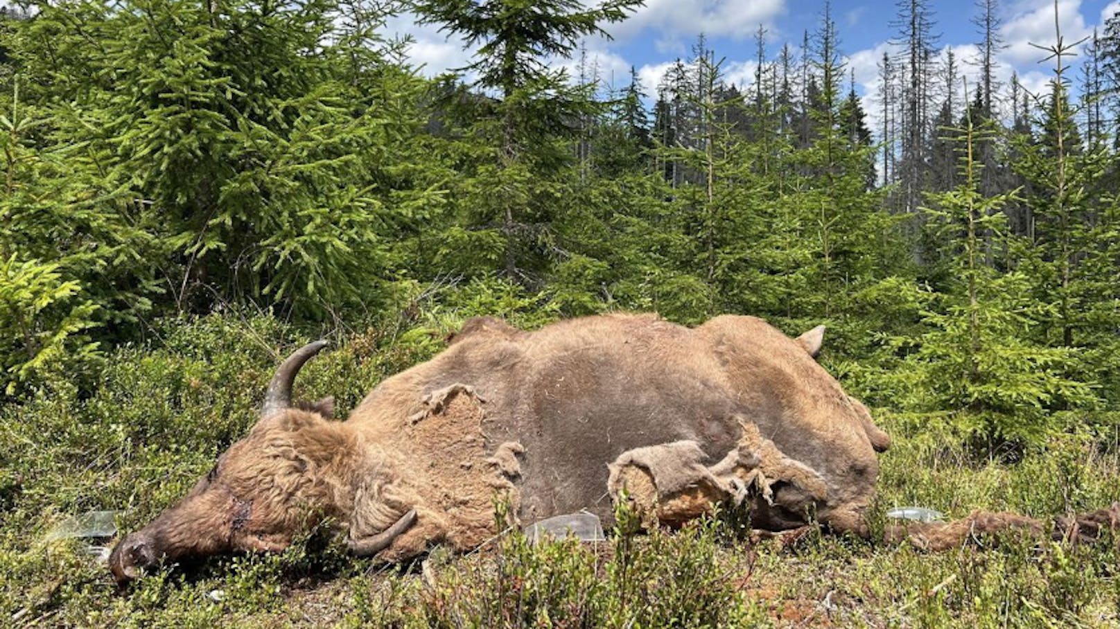 Dieser Wisent-Kadaver ermöglichte den Forschern wertvolle Aufschlüsse.