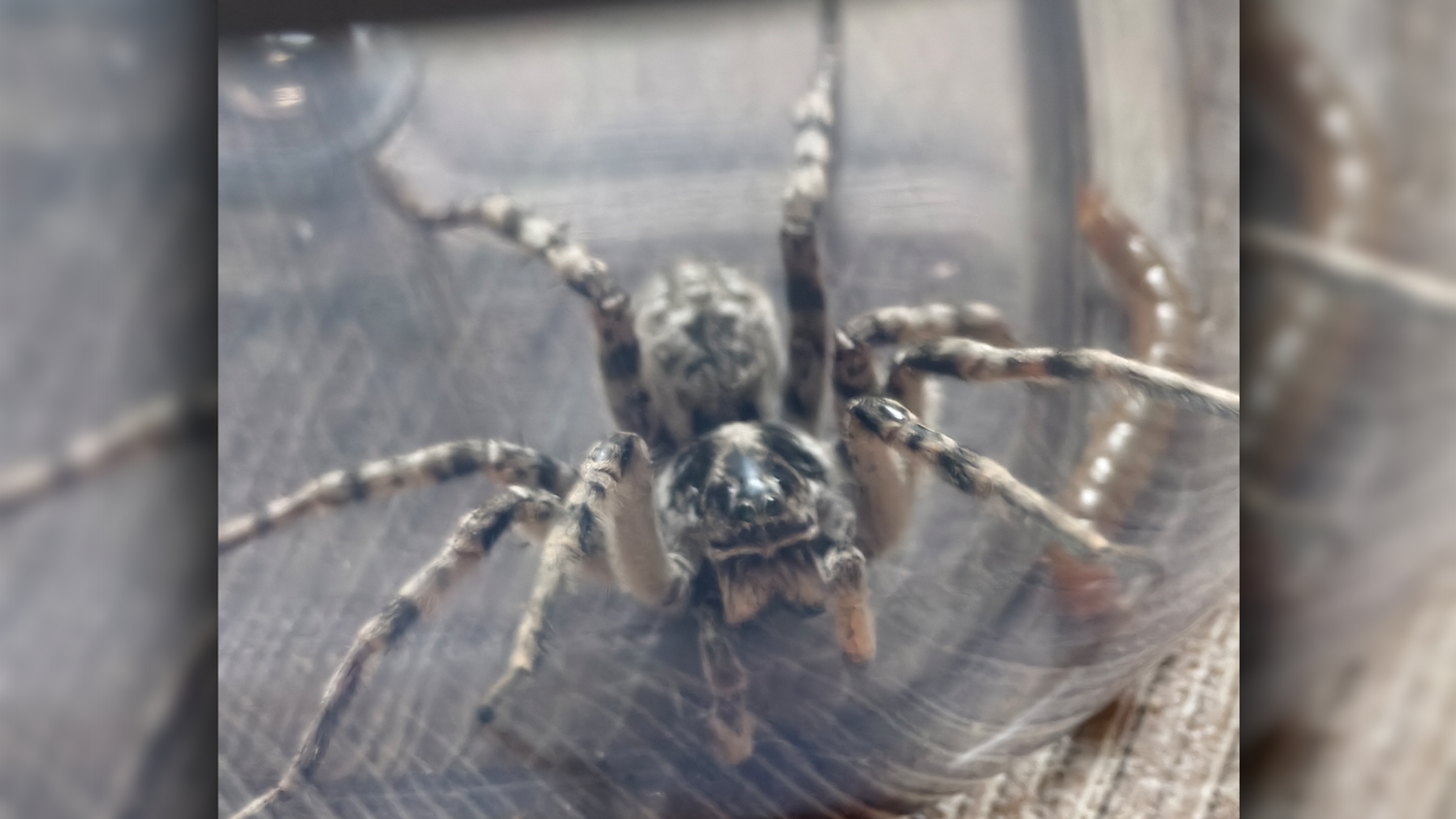 Diese Spinne saß direkt vor der Haustür einer Familie in Niederösterreich.