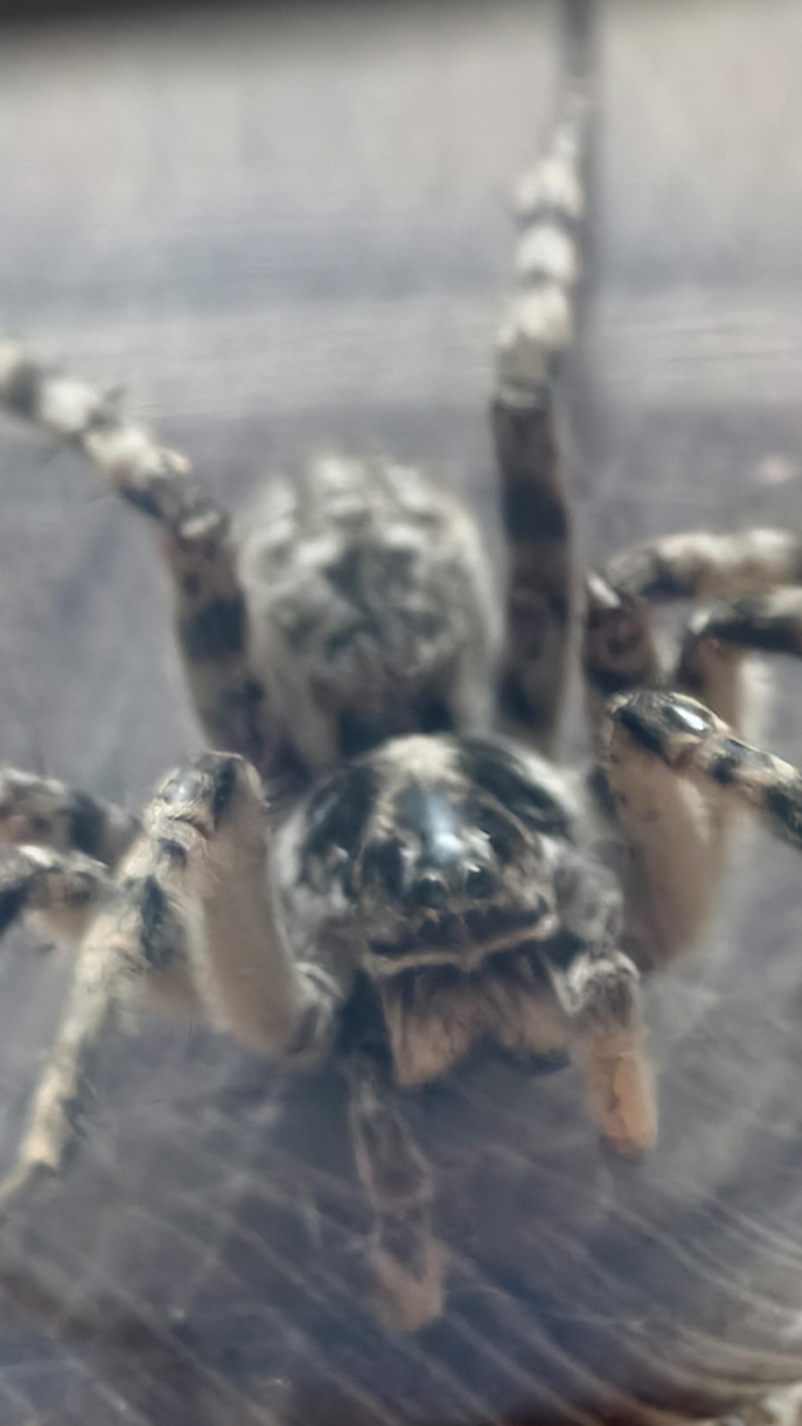 Schon wieder! Riesen-Spinne erschreckt Familie aus NÖ