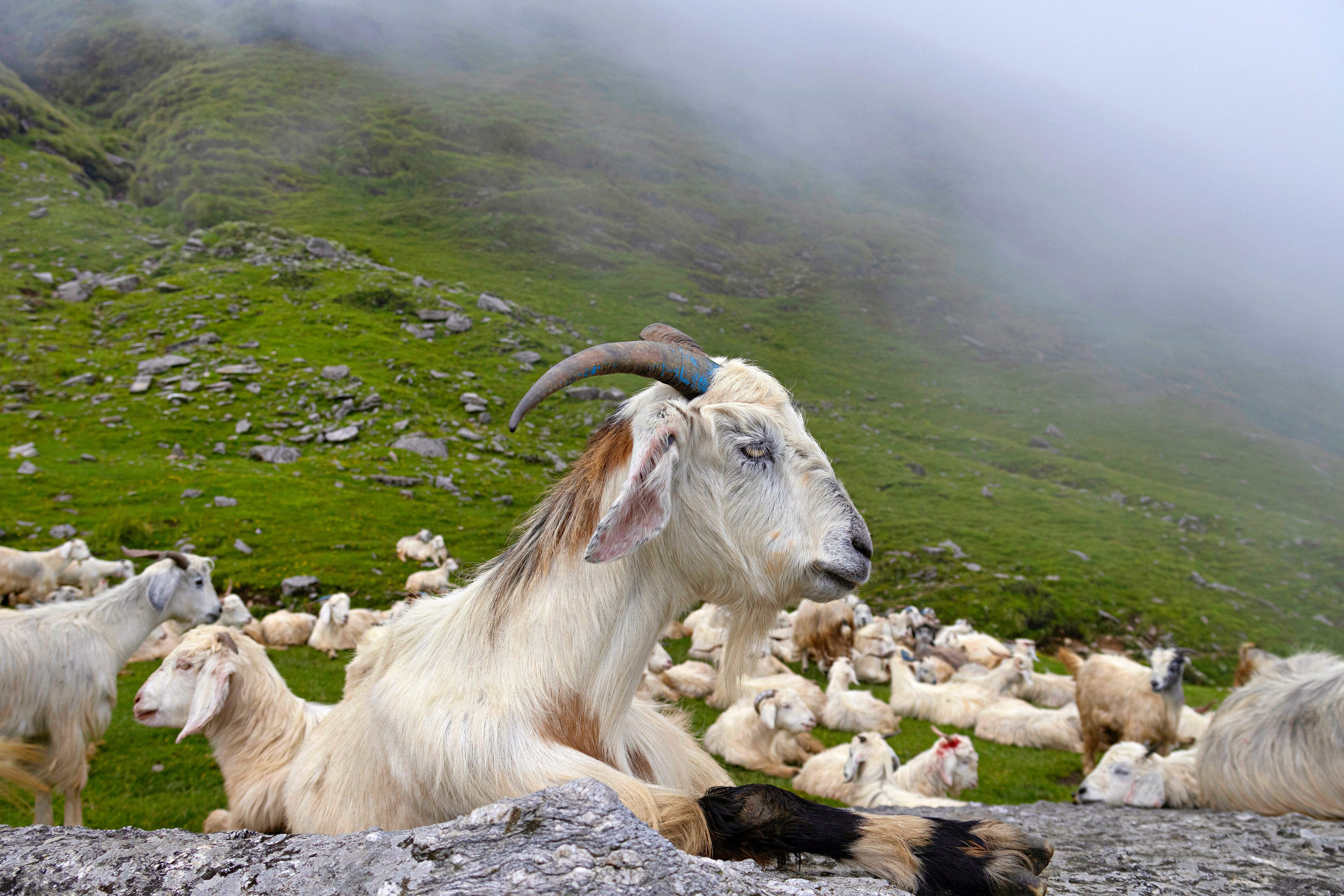 Seit August ist die Ziegenherde vermisst. (Symbolbild)